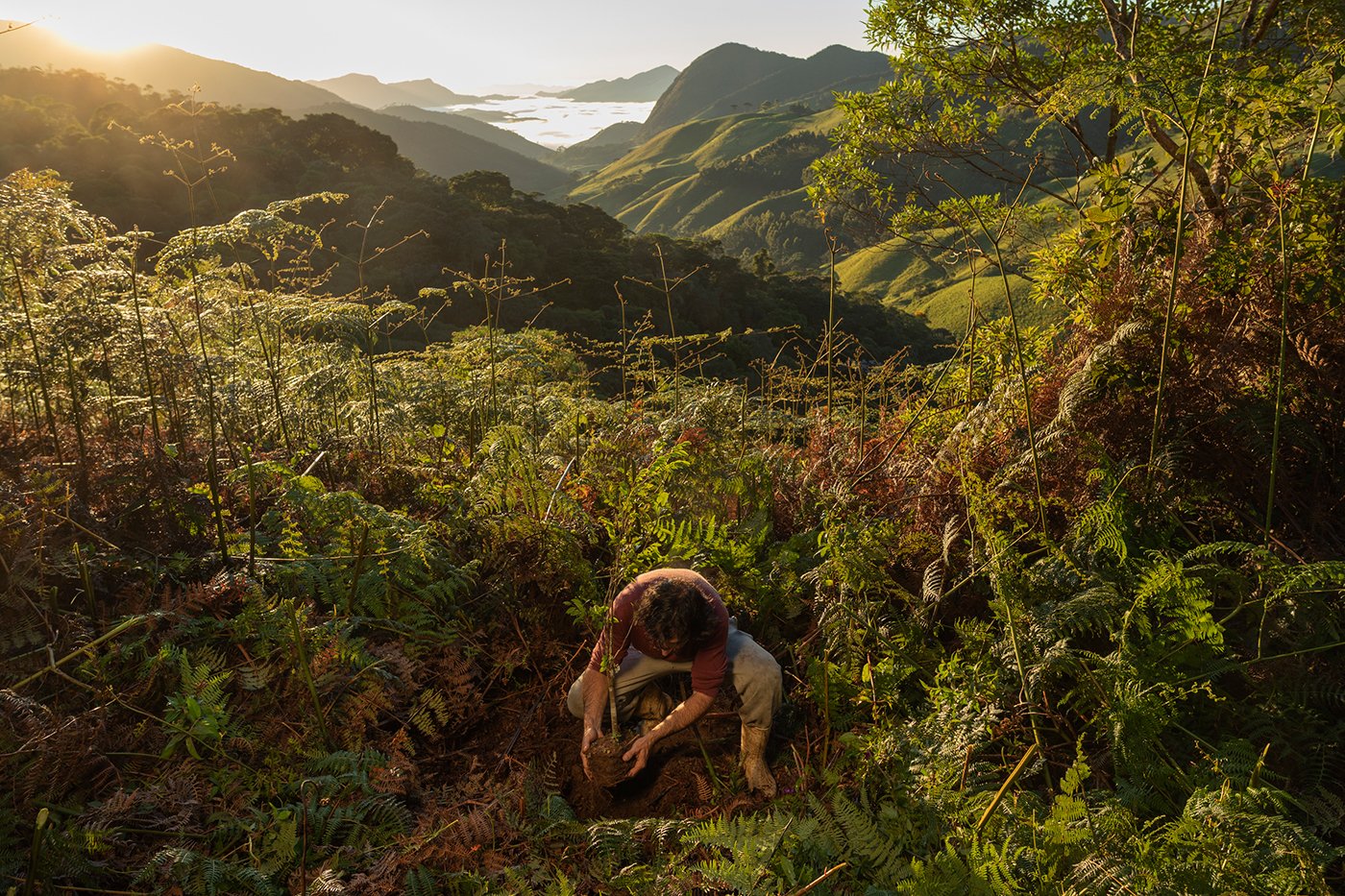 The Atlantic Forest: People vs. Politics