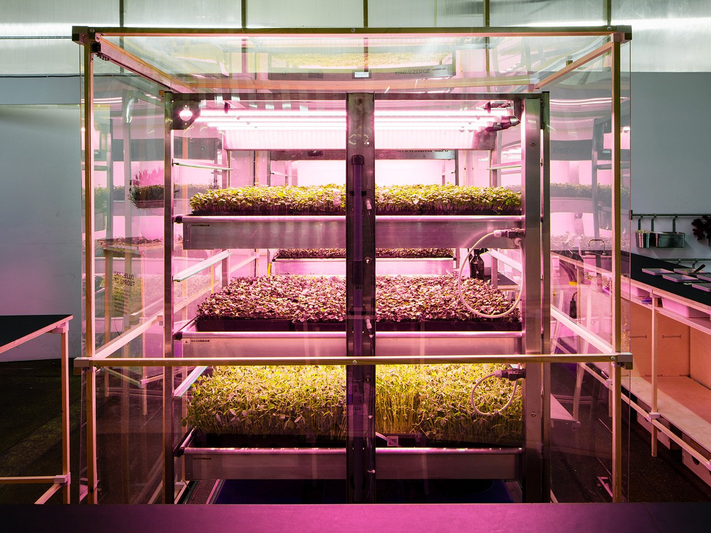 LOKAL was a pop-up salad bar and hydroponic farming system Photo: Rory Gardiner