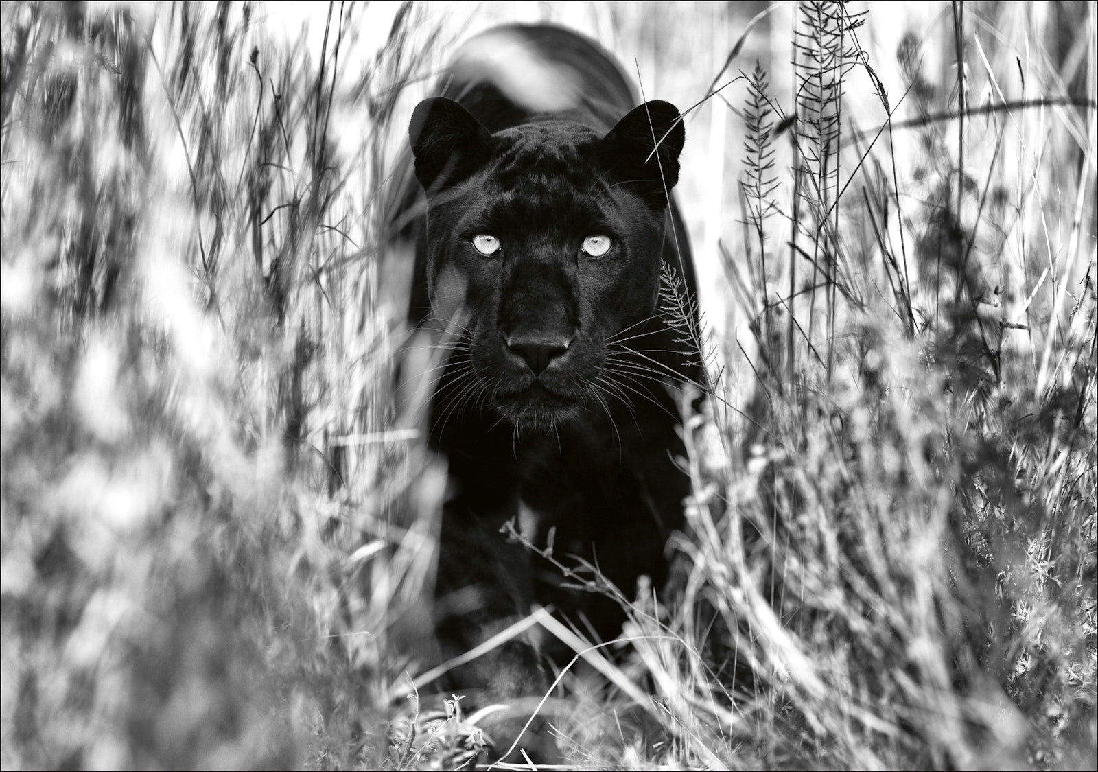 Beusker: Look into My Eyes