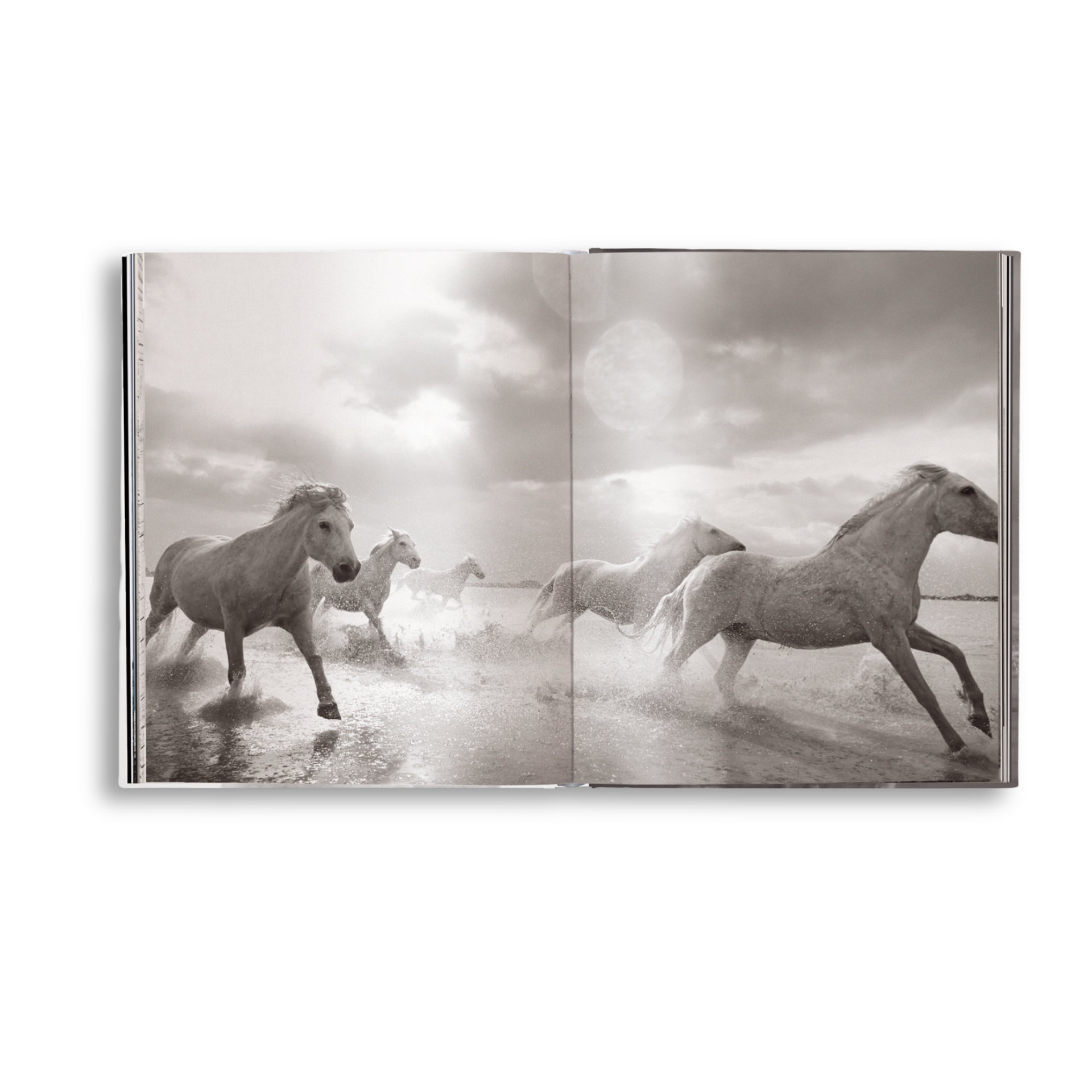 Open book showing black and white photograph of horses running in water.