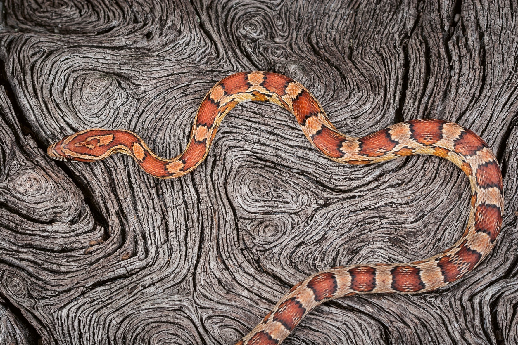 American Amazon