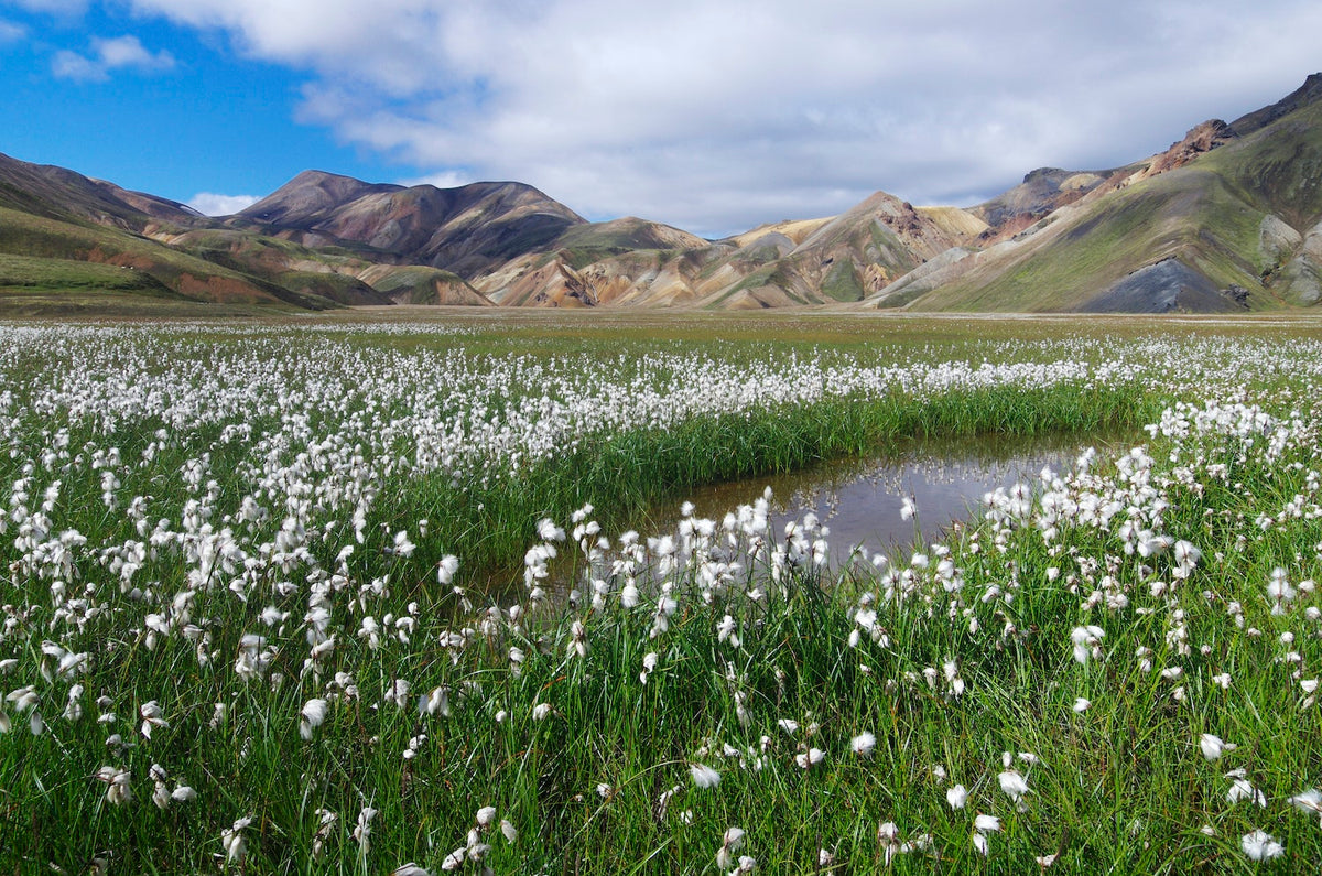 The wonderful landscape of Laugavegur in Wanderlust Nordics