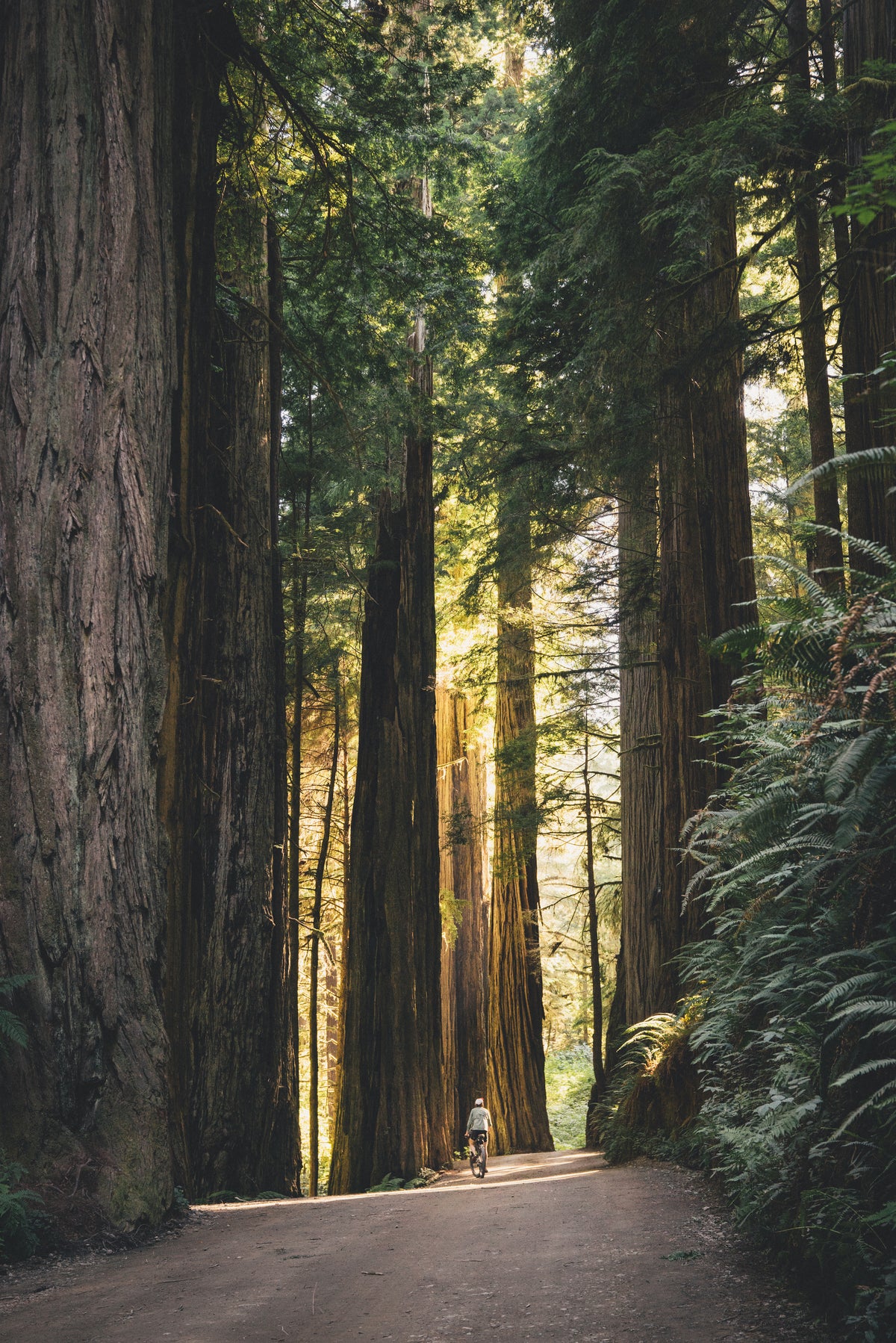 "The collision of the cold air from the Pacific and the warm winds from the land often results in beautiful mornings with fog among the tall redwoods." says Martijn Doolard in Two Years on a Bike by gestalten.
