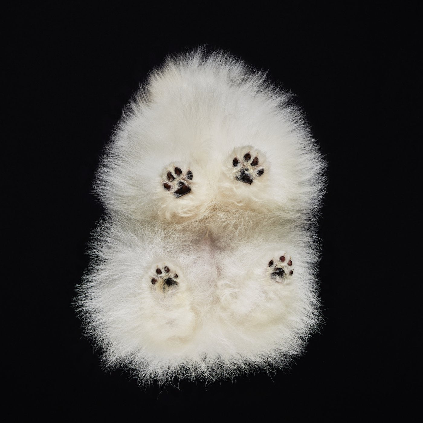 Under-Dogs