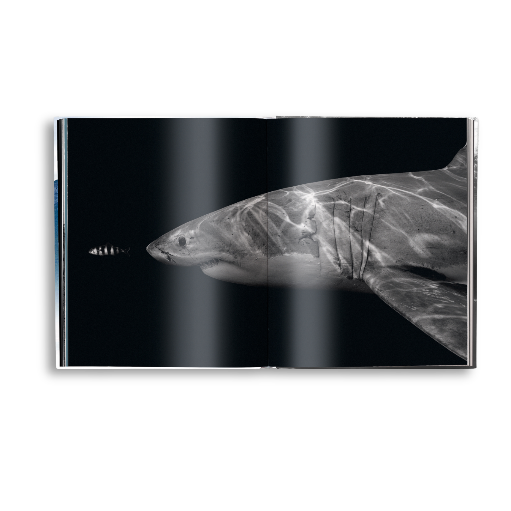Book open to a page with an X-ray image of a shark on a black background