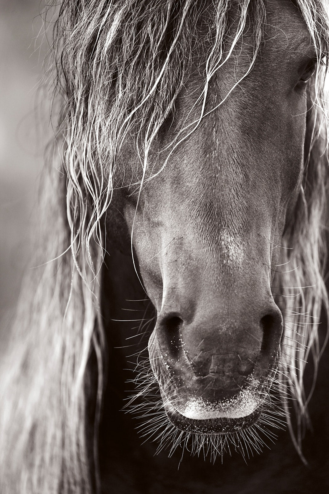 Untamed Spirits