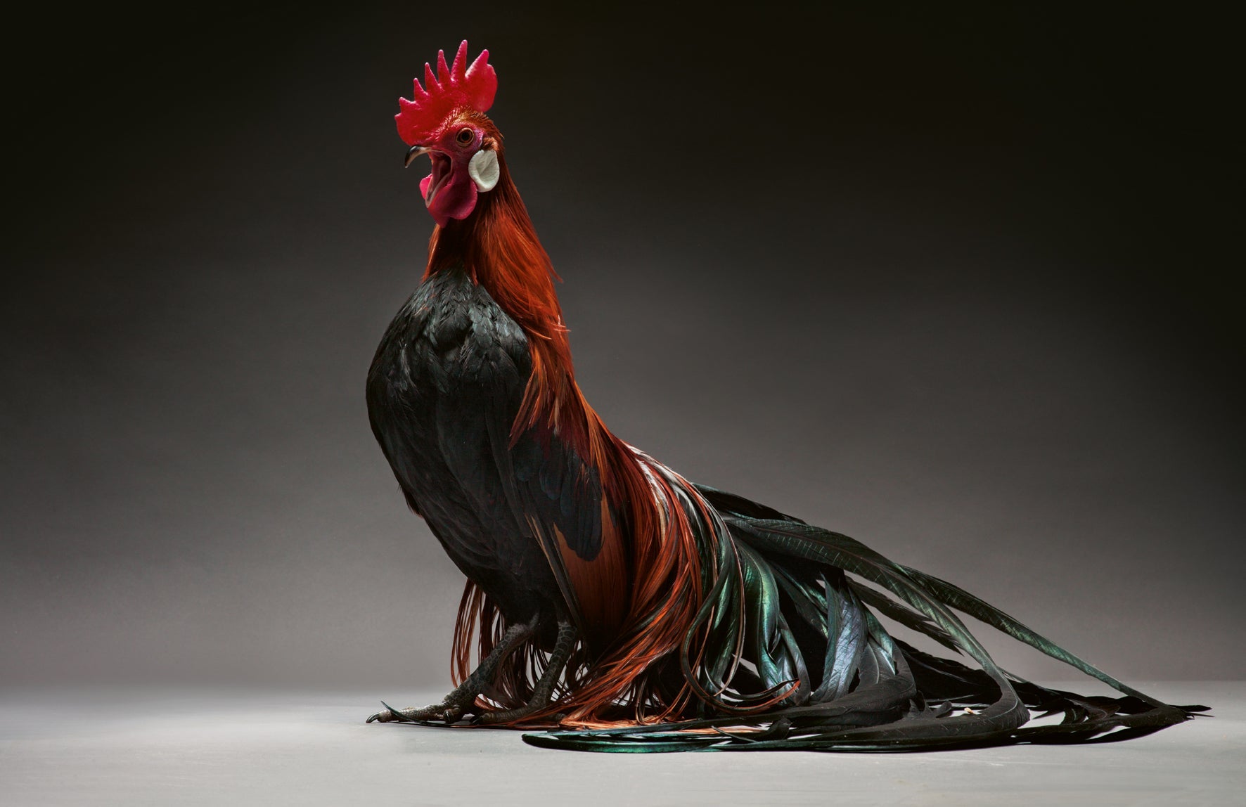 Feathered Elegance