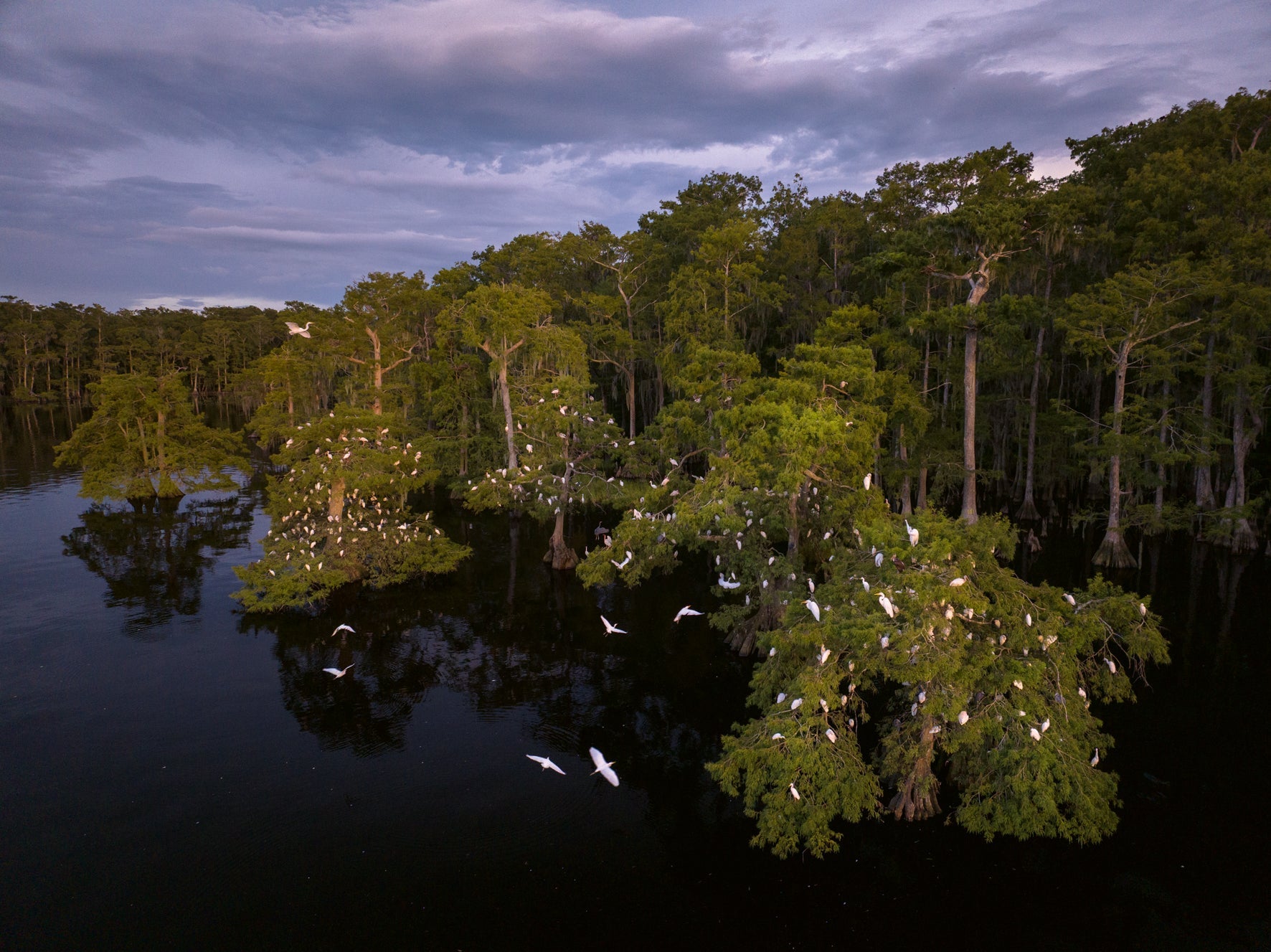 American Amazon