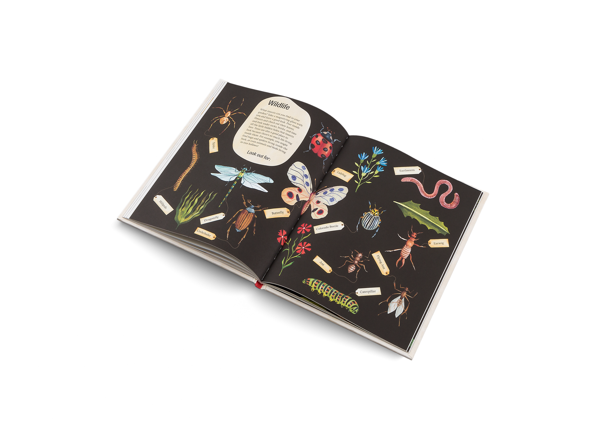 Wildlife in a garden