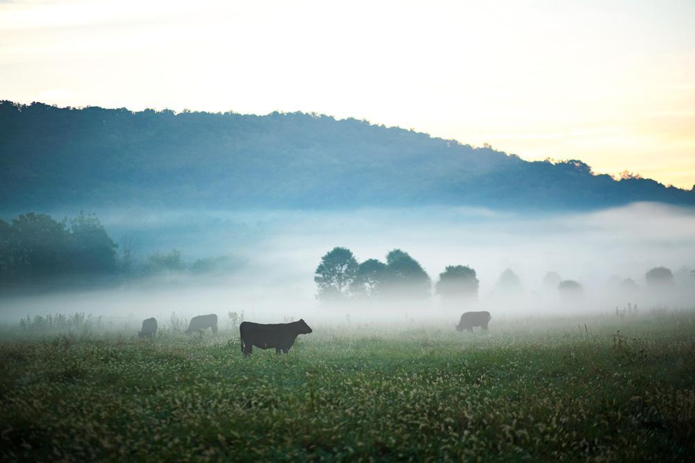 Farmlife gestalten book sustainability farm to table