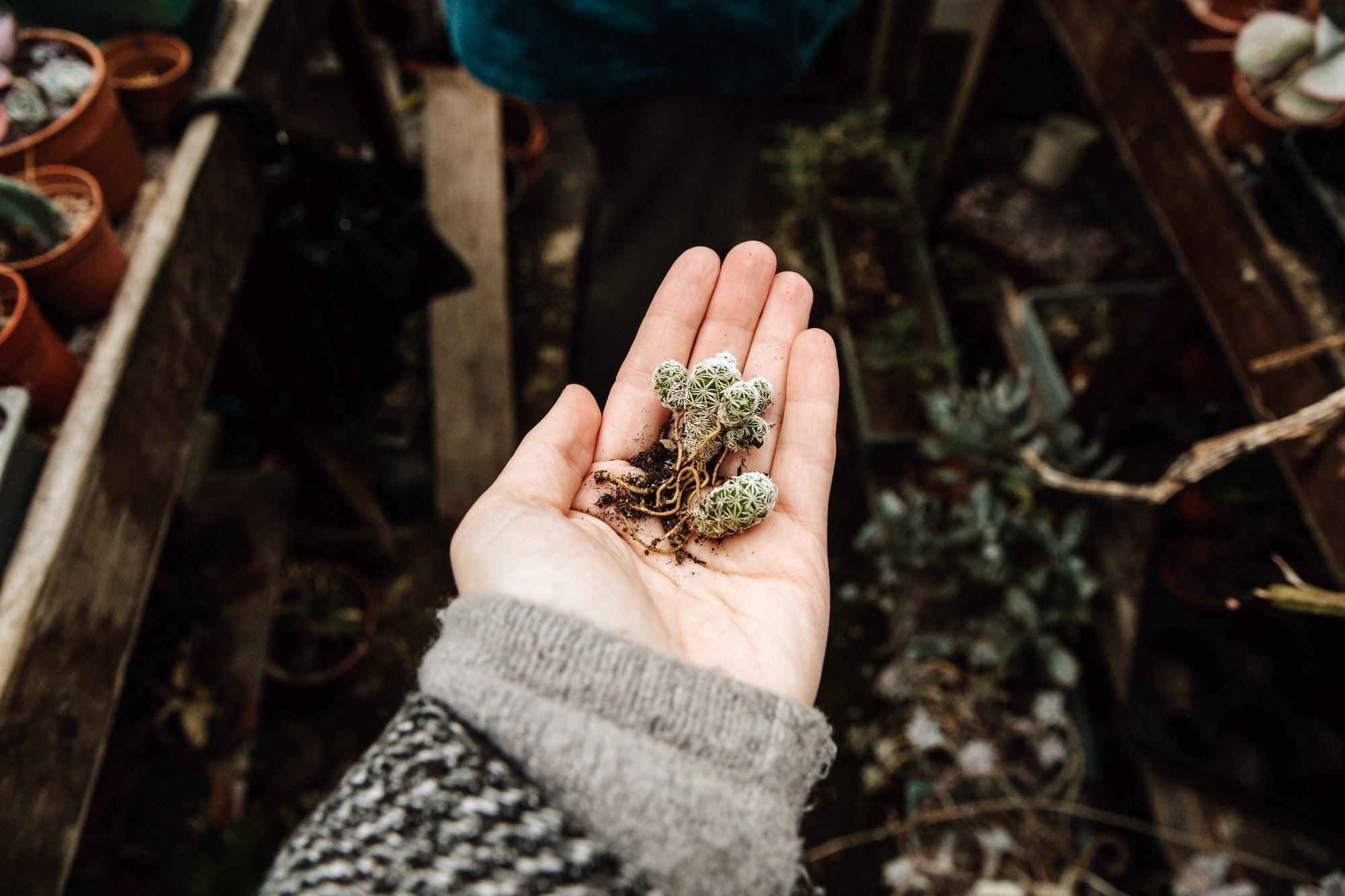 Evergreen Living with plants gestalten coffee table book
