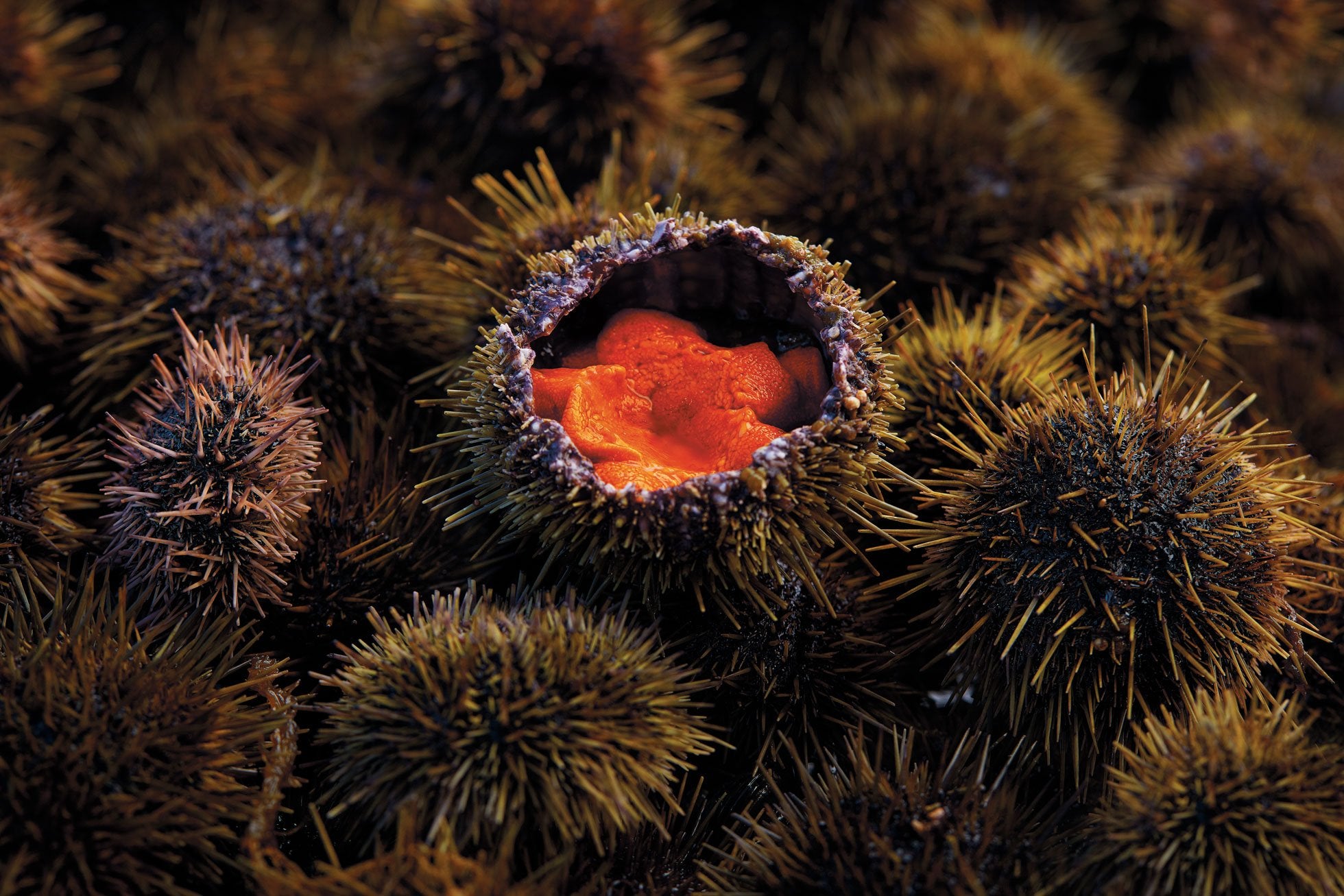 Scandinavian cuisine in Nordic by Nature