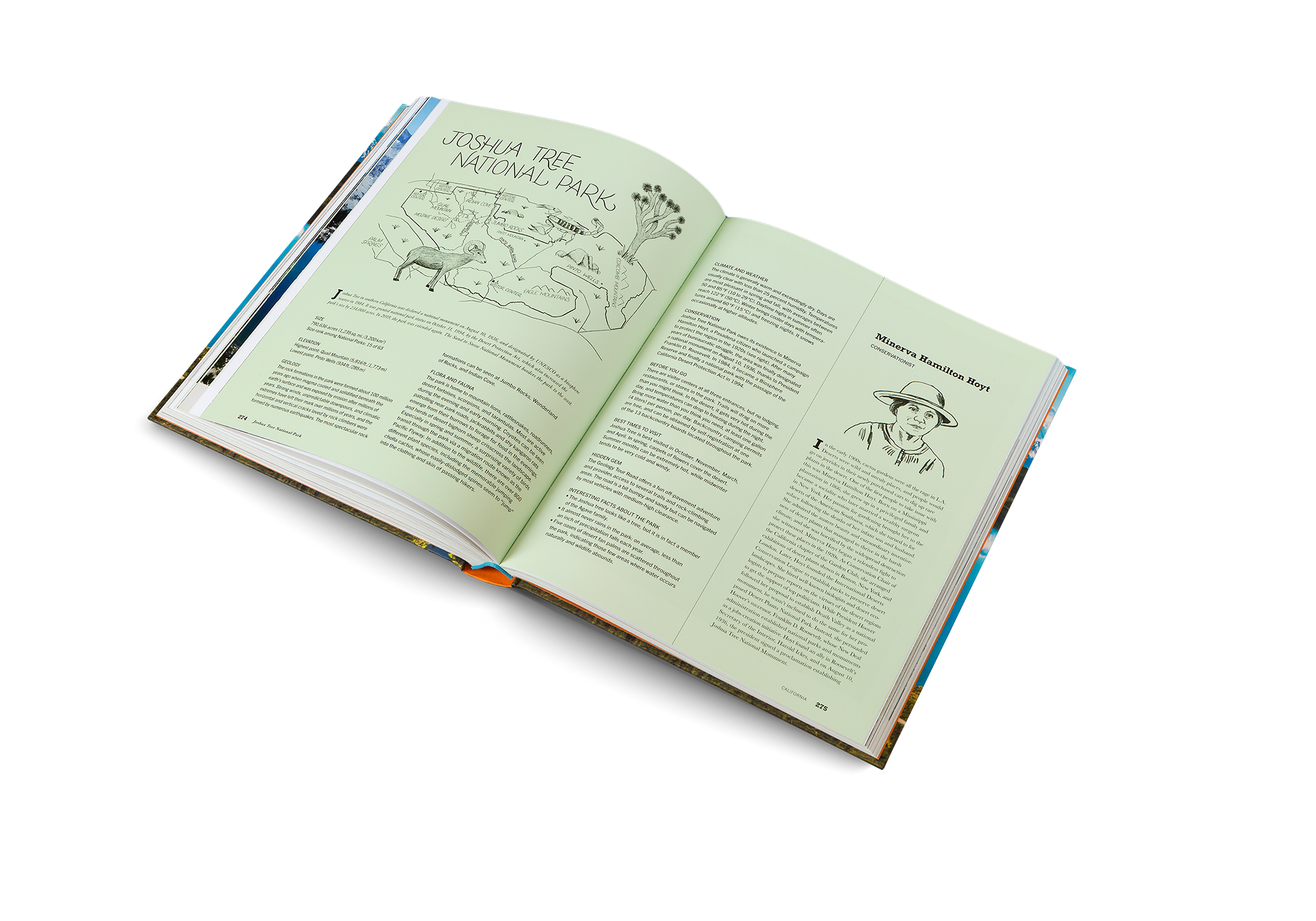 Joshua Tree in southern California was declared a national monument on August 10, 1936, and designated by UNESCO as a biosphere reserve in 1984. It was granted national park status on October 31, 1994, by the Desert Protection Act, which also increased the park’s size by 234,000 acres. In 2019, the park was extended again. The Sand to Snow National Monument borders the park to the west.