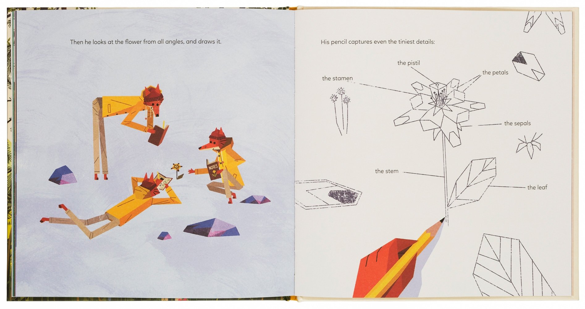 The Mystery of the Golden Wonderflower 978-3-89955-802-9