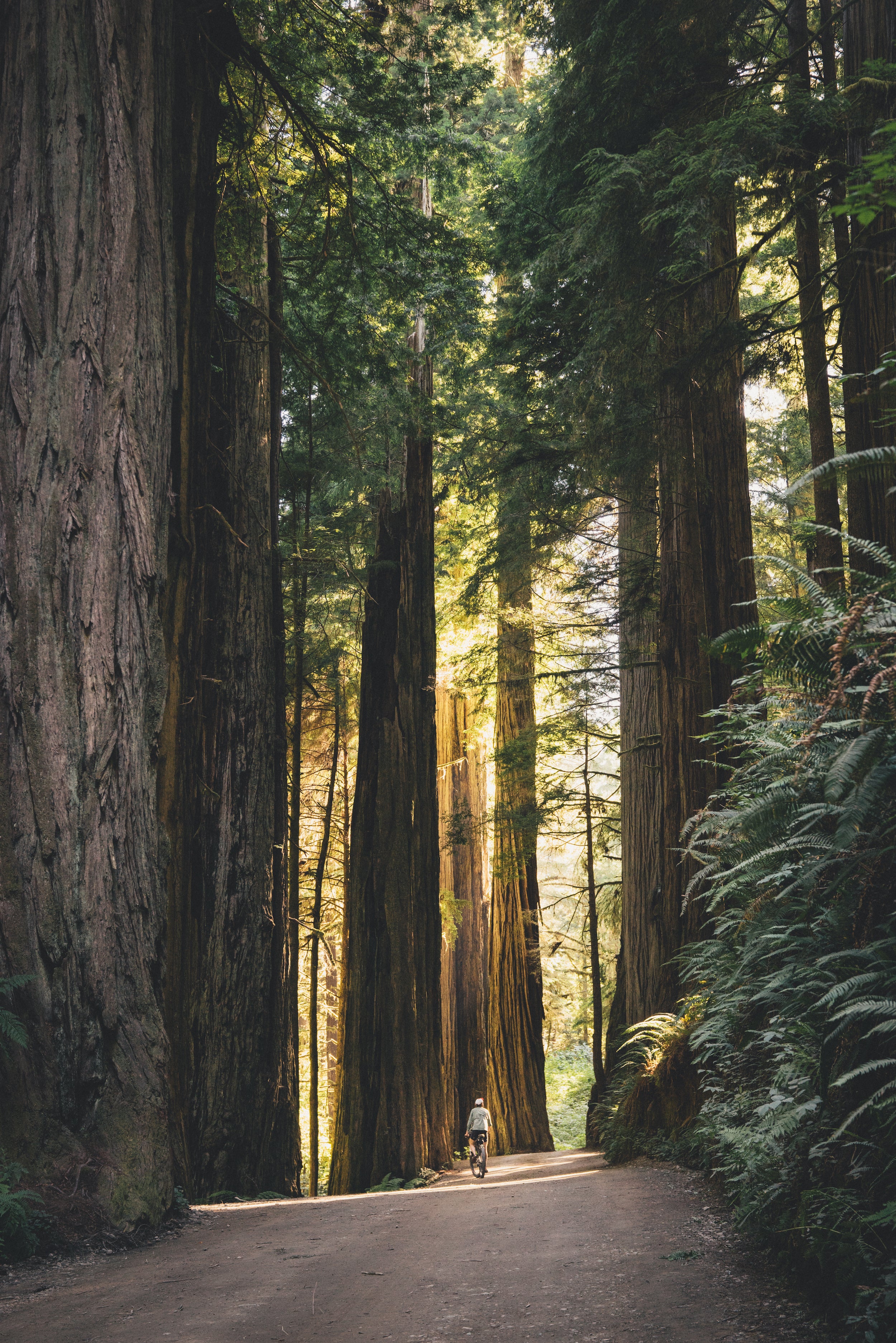 "The collision of the cold air from the Pacific and the warm winds from the land often results in beautiful mornings with fog among the tall redwoods." says Martijn Doolard in Two Years on a Bike by gestalten.