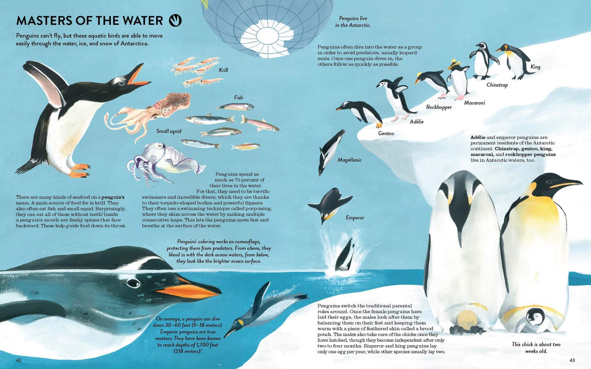 Penguins can’t fly, but these aquatic birds are able to move easily through the water, ice, and snow of Antarctica.