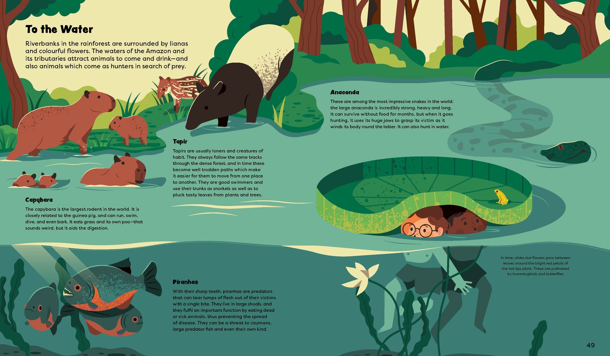 Riverbanks in the rainforest are surrounded by lianas and colourful flowers. The waters of the Amazon and its tributaries attract animals to come and drink—and also animals which come as hunters in search of prey